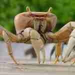 Land-Crab