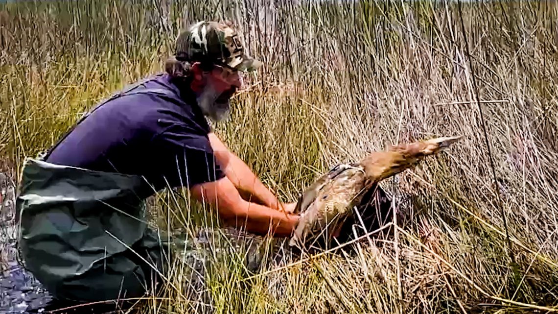 The male bittern nicknamed “Bushy” was released with a solar-powered transmitter to track its movements in Western Australia. (Department of Biodiversity, Conservation and Attractions, Stu Ford/Zenger)