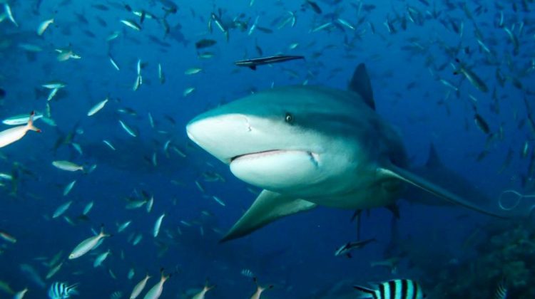 New research has upended the claim that there was a mass shark extinction 19 million years ago. Bull sharks, a member of the shark family that has been around for more than 400 million years, has defied all major mass extinction events.  (Dominik Radler/Zenger)