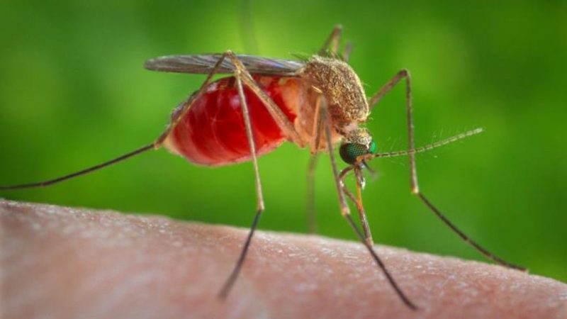 Culex mosquitoes spread West Nile virus, which is the main mosquito-borne disease in the continental United States. (Courtesy of CDC)