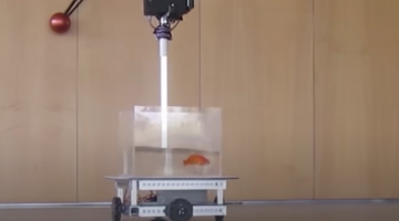 In a recent experiment, six goldfish operated their own vehicle, proving that they were able to navigate even on land. (Ben-Gurion University)