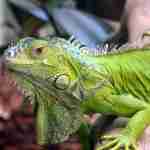Iguana
