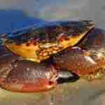 Stone Crab
