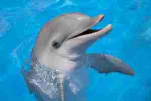 Happy-Dolphin