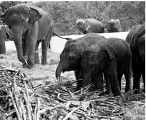 page0000006_high.jpg (29)