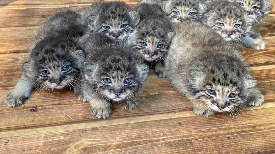 Pallas cat guide: where do they live, what do they eat and how big
